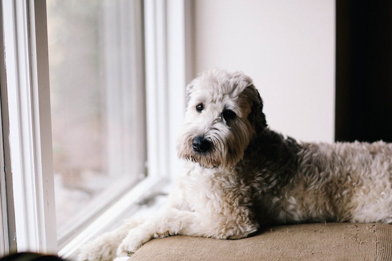 Ethical and Safety Considerations for Use of Animals in a Therapeutic Setting
