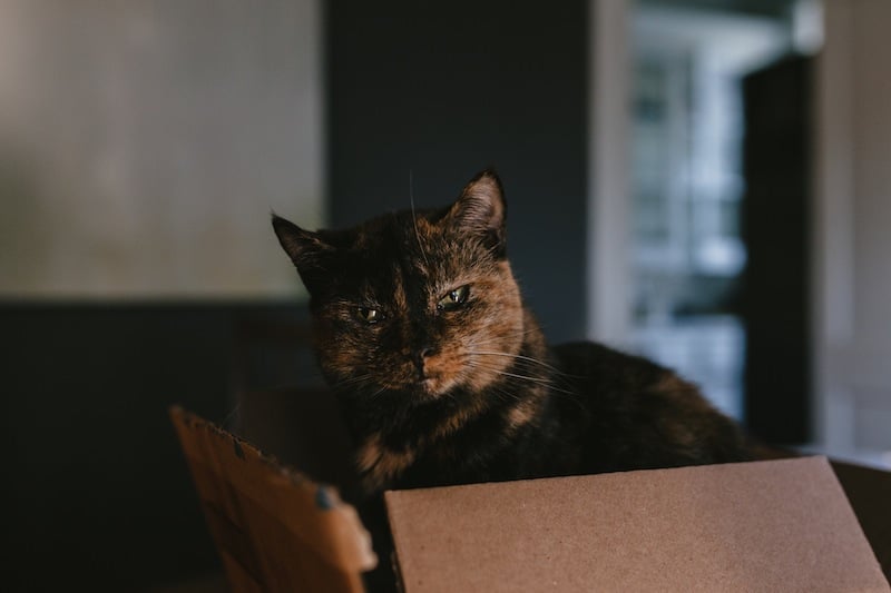 Toward Mandatory Reporting of Animal Abuse by Psychologists