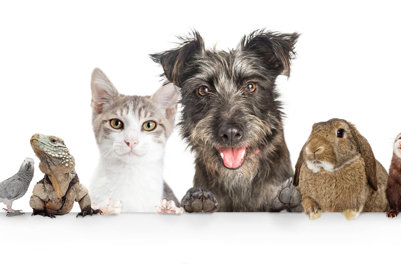 Traumatic Pet Loss